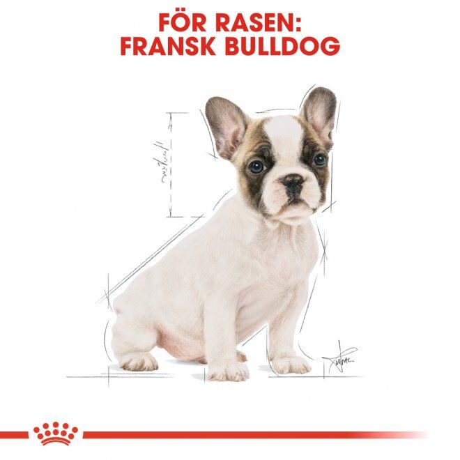 Royal Canin French Bulldog Puppy torrfoder för hundvalp
