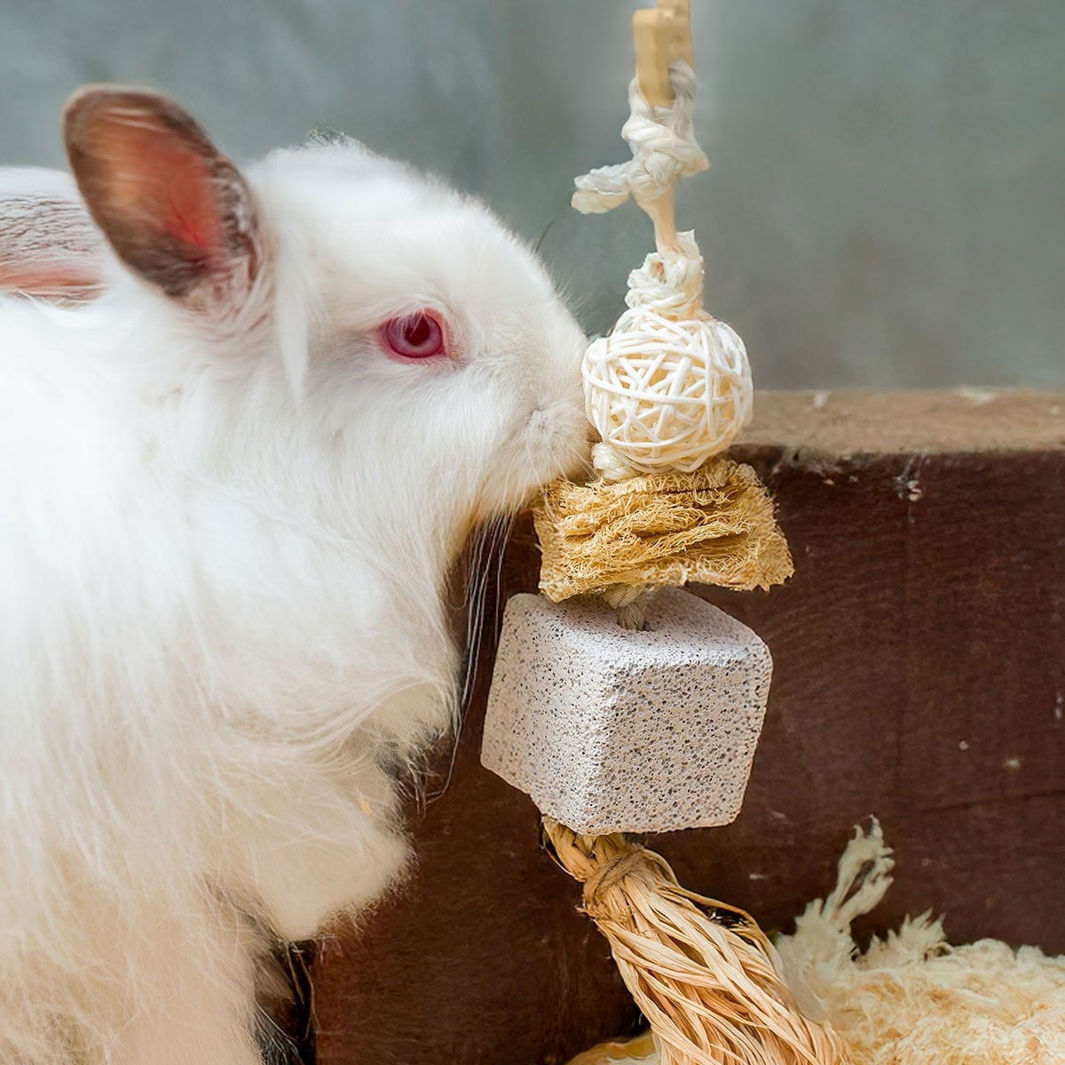 Quapas! No.1 Hängande Gnagarleksak | Övriga djur - Kanin - Kaninleksaker | DogStyle