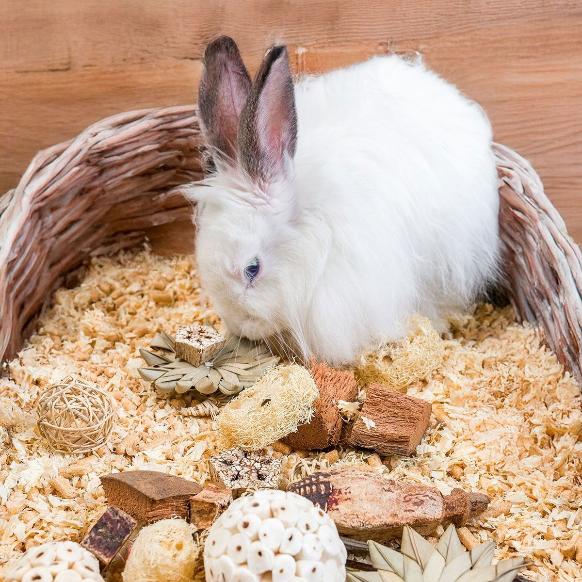 Quapas! Nibble Gnagarlåda Stjärnor | Övriga djur - Kanin - Kaninleksaker | DogStyle