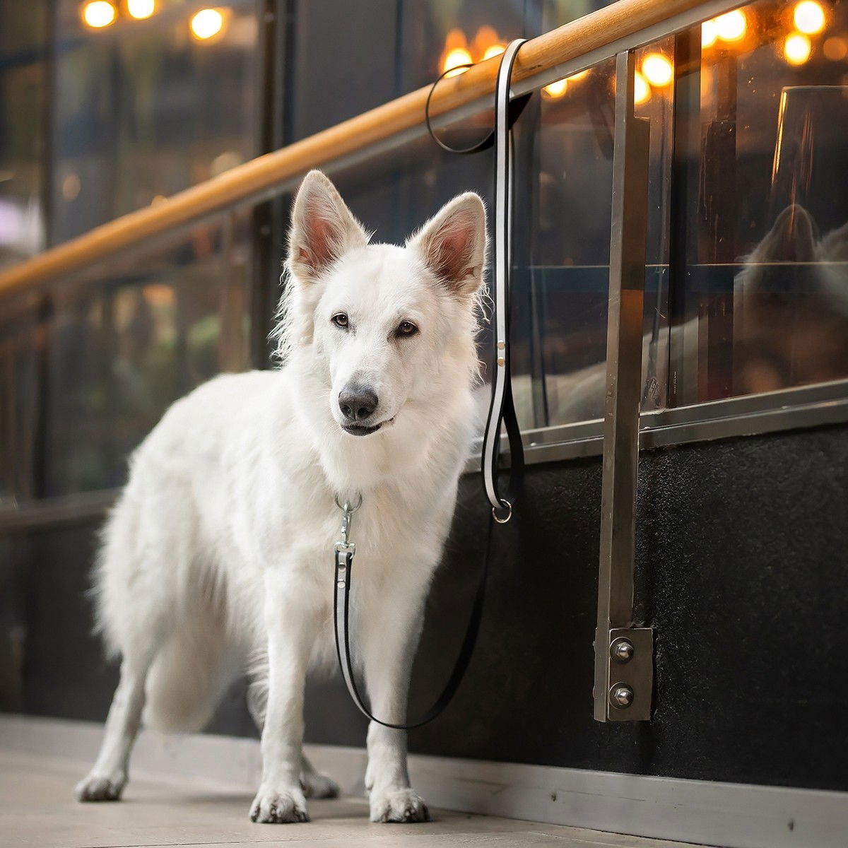 Tyylivoitto Shine Eazy leash, black