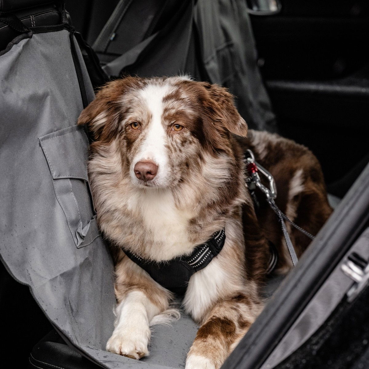 Feel Active Car Heavy Duty seatbelt tether L