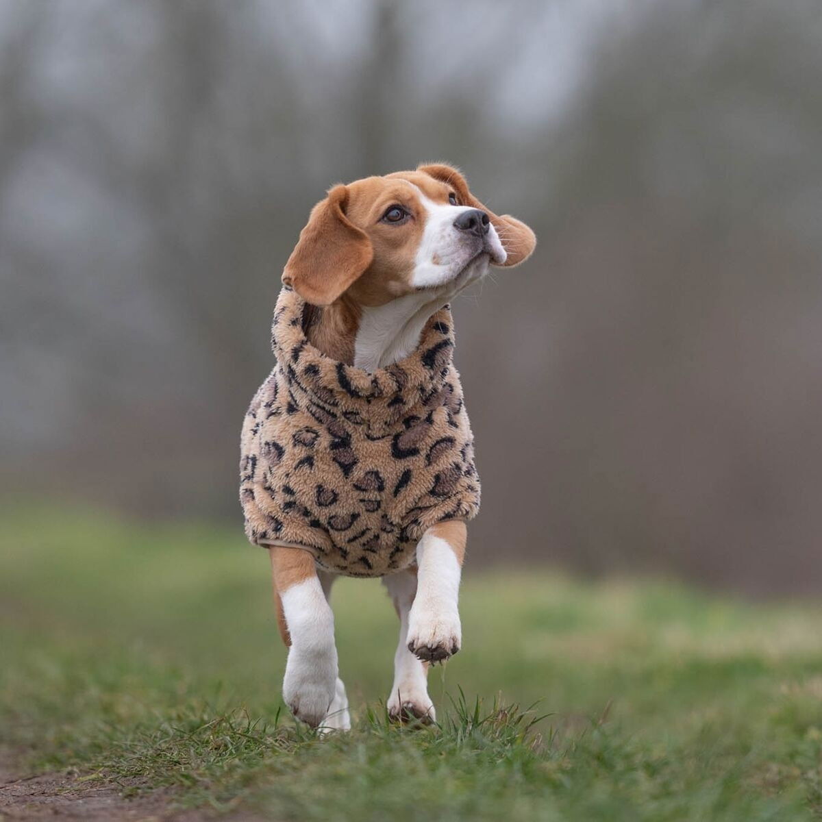 51 Degrees North Turtle Teddy, leopard