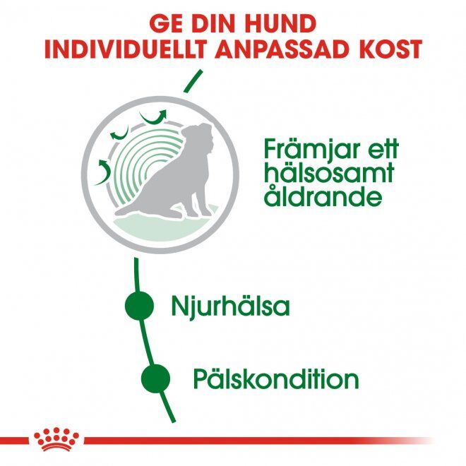 Royal Canin Mini Ageing 12+ torrfoder för hund