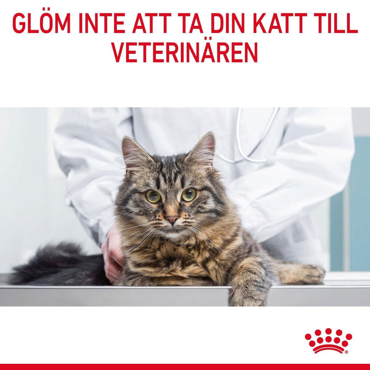 Royal Canin Hair & Skin Care Jelly Adult våtfoder för katt