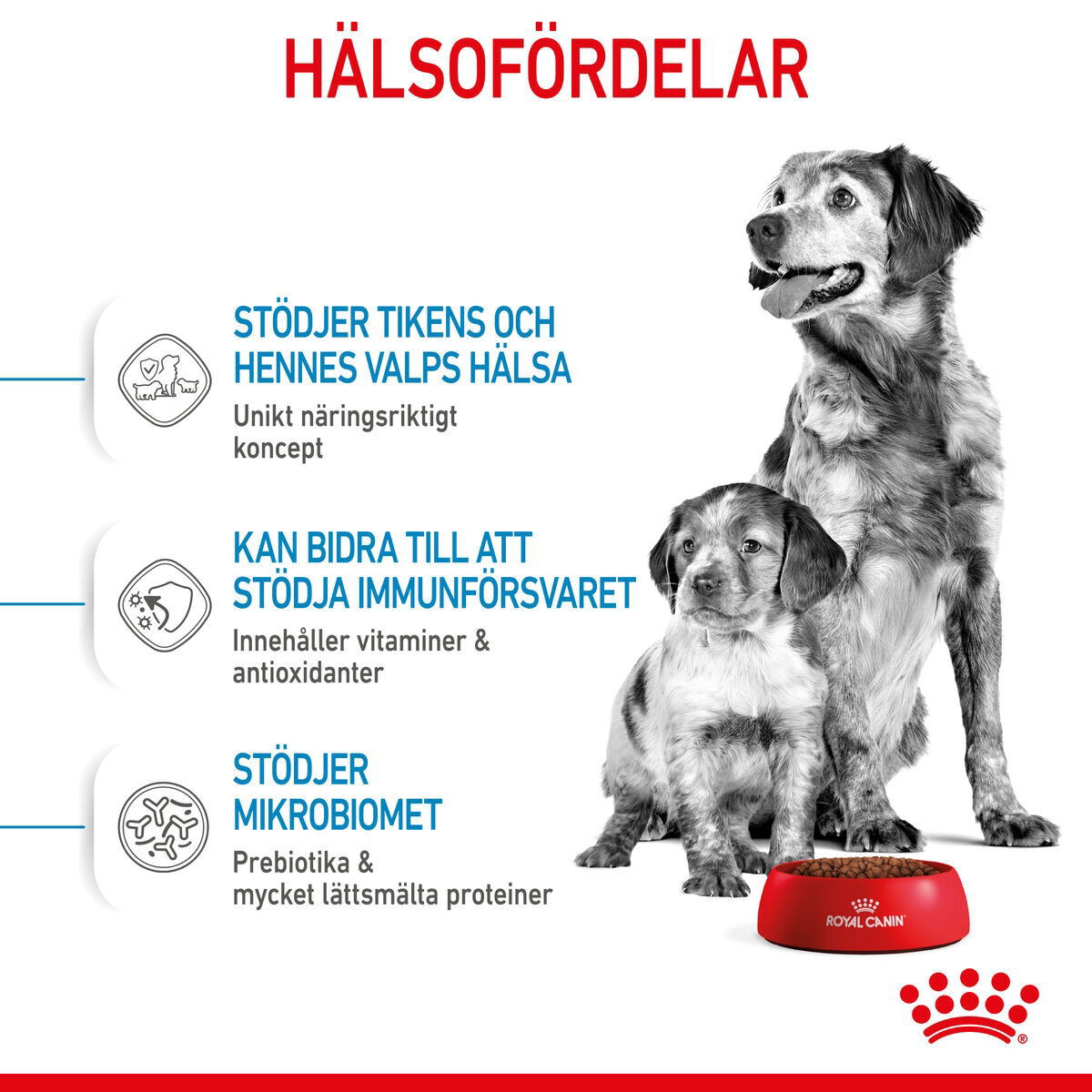 Royal Canin Medium Starter torrfoder för hund och hundvalp