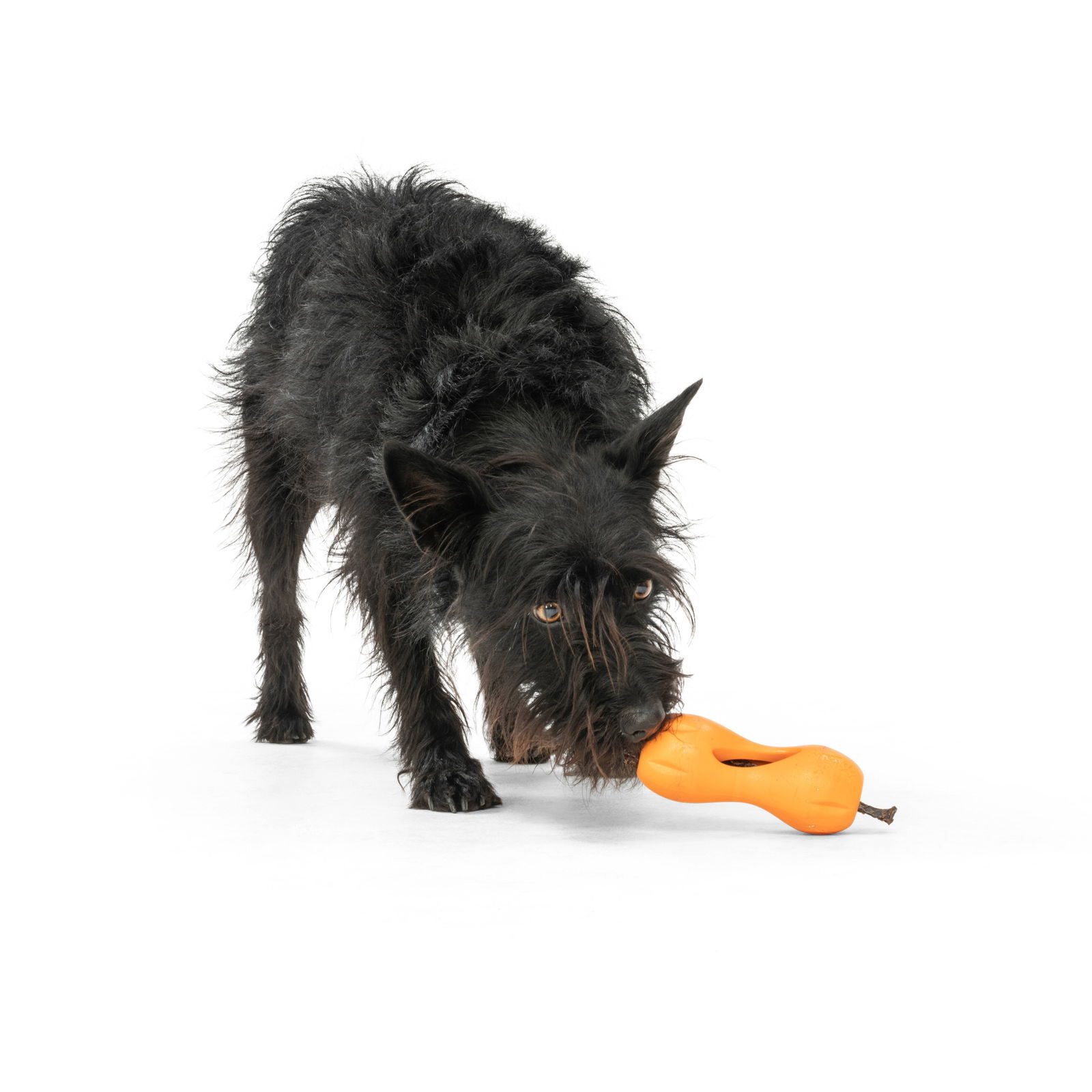 West Paw Qwizl tangerine orange