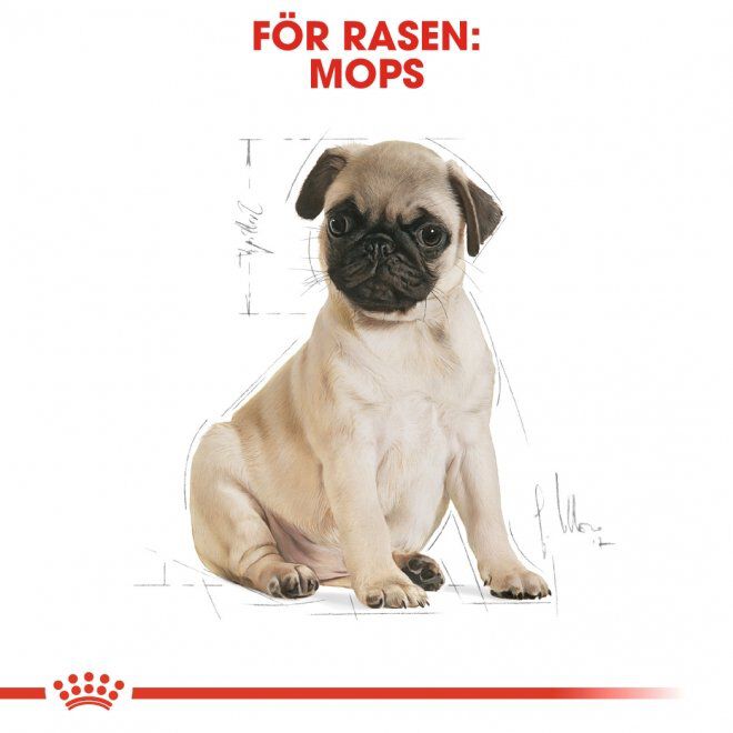 Royal Canin Breed Pug Junior