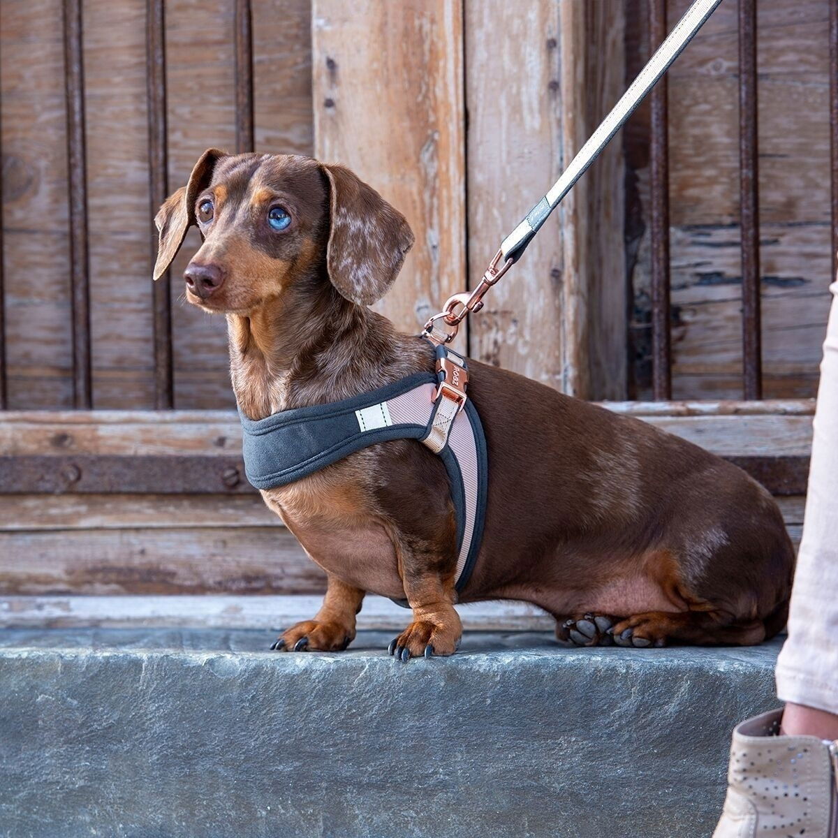 Rogz Urban Fast-Fit harness, gold