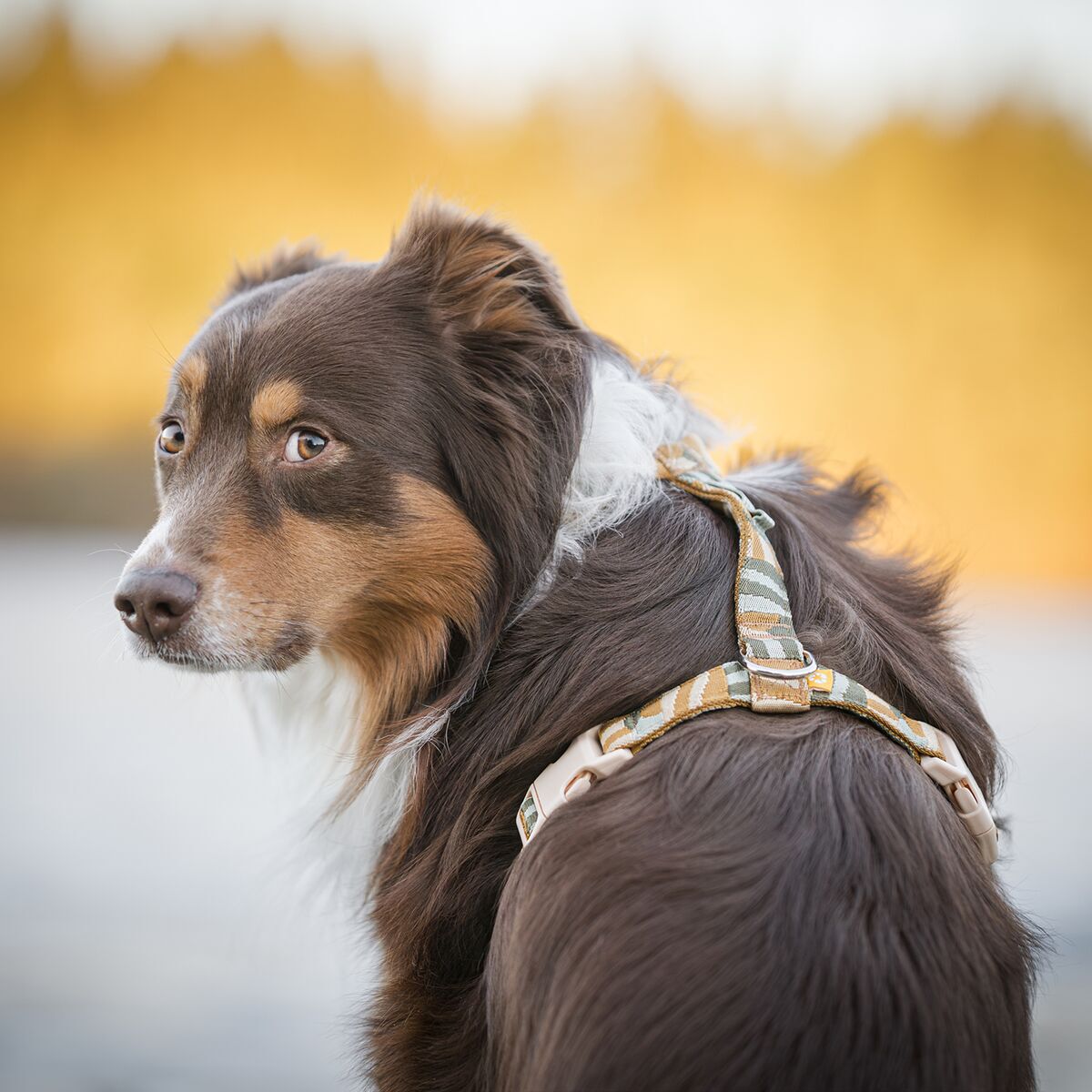 Woolly Wolf Cloudbeam Harness