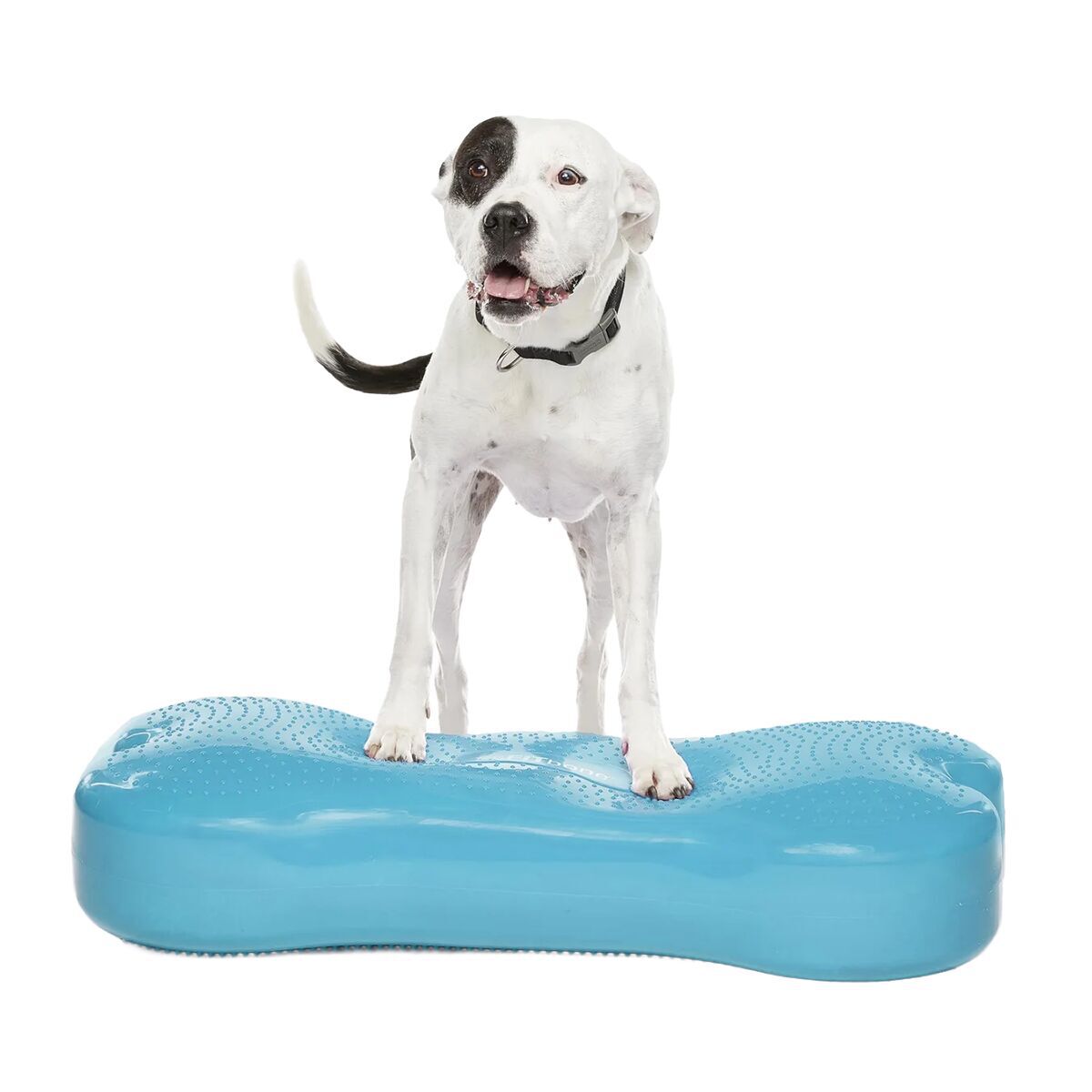 FitPaws K9FitBone Giant Balansplatta till Hund Turkos