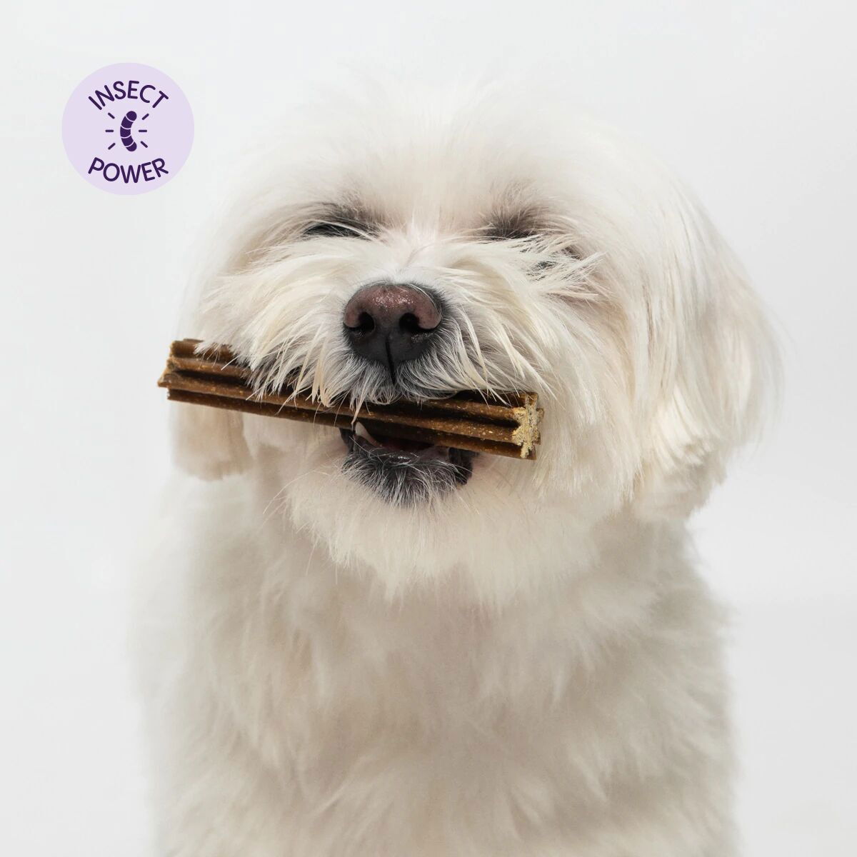 Petgood dental sticks with insect protein