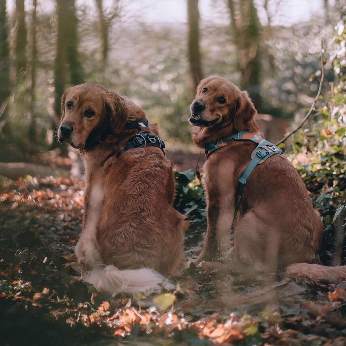 Ruffwear Front Range Harness Moonlight Mountains