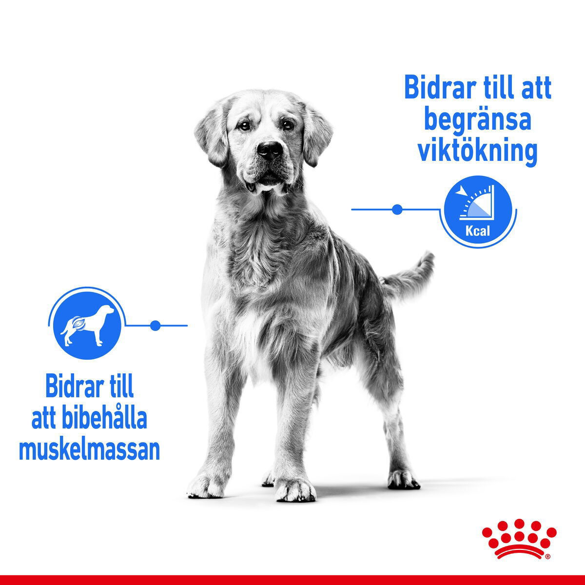 Royal Canin Light weight Care Maxi Adult torrfoder för hund
