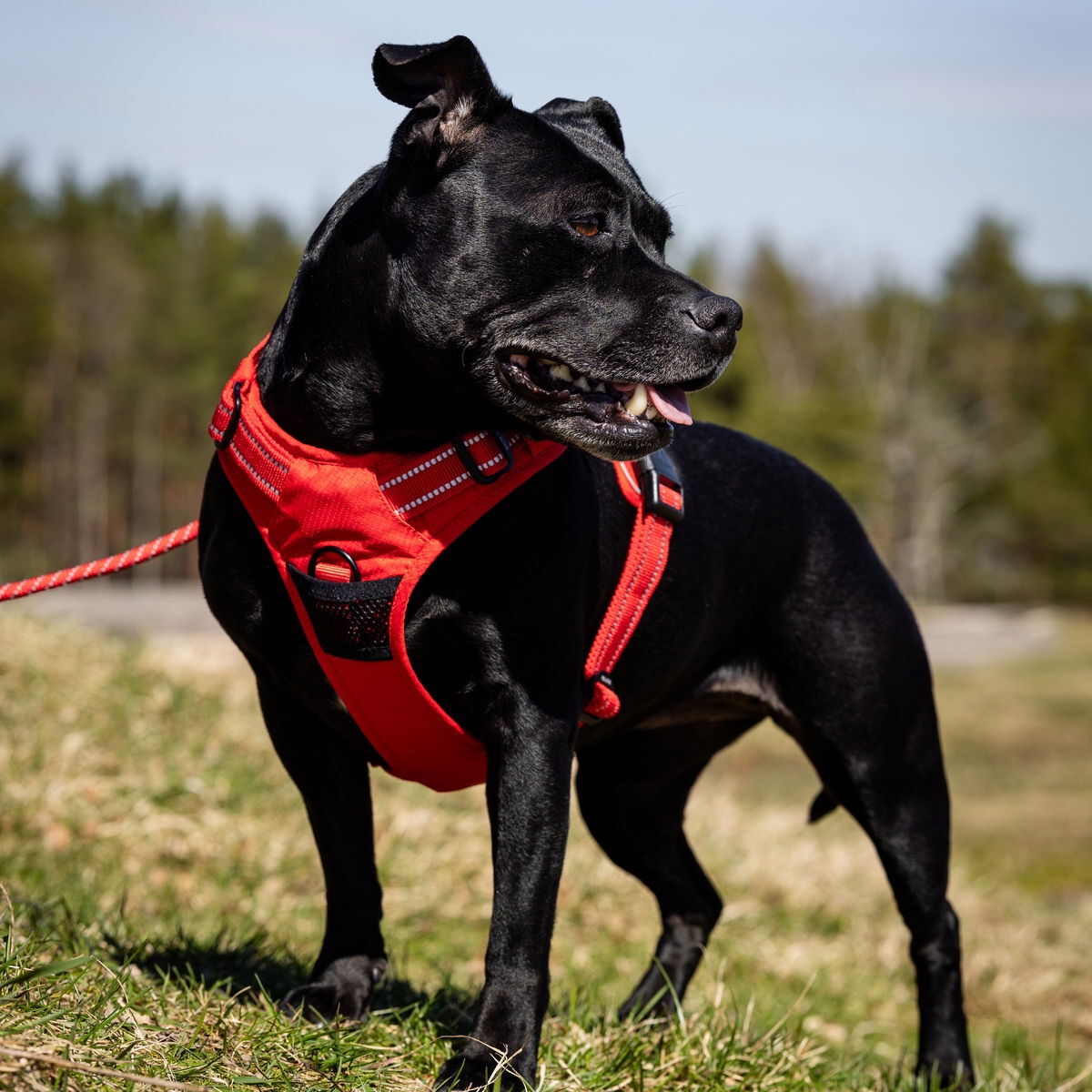 Feel Active Training harness Fiery Red