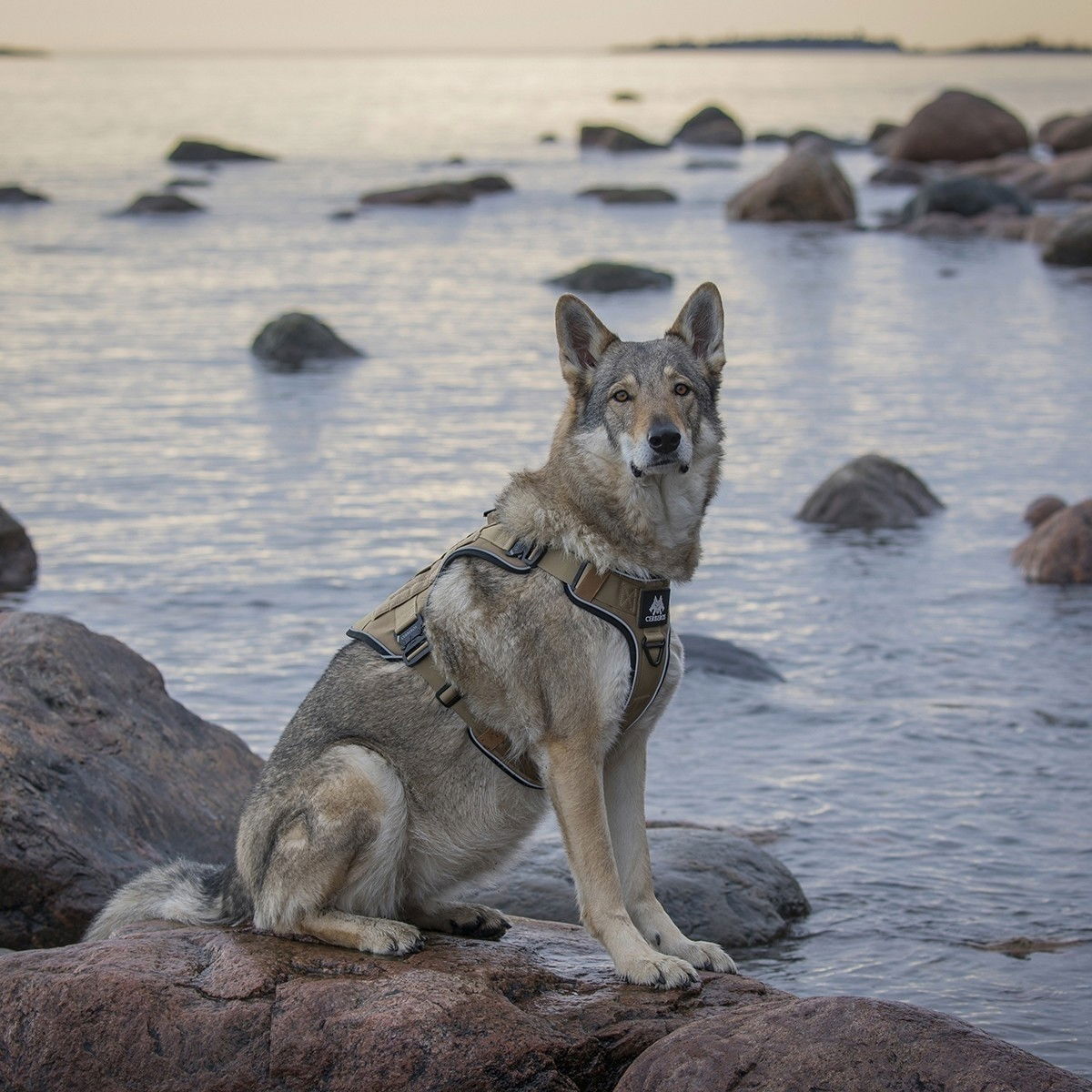 Cerberos Tactical harness Desert Brown