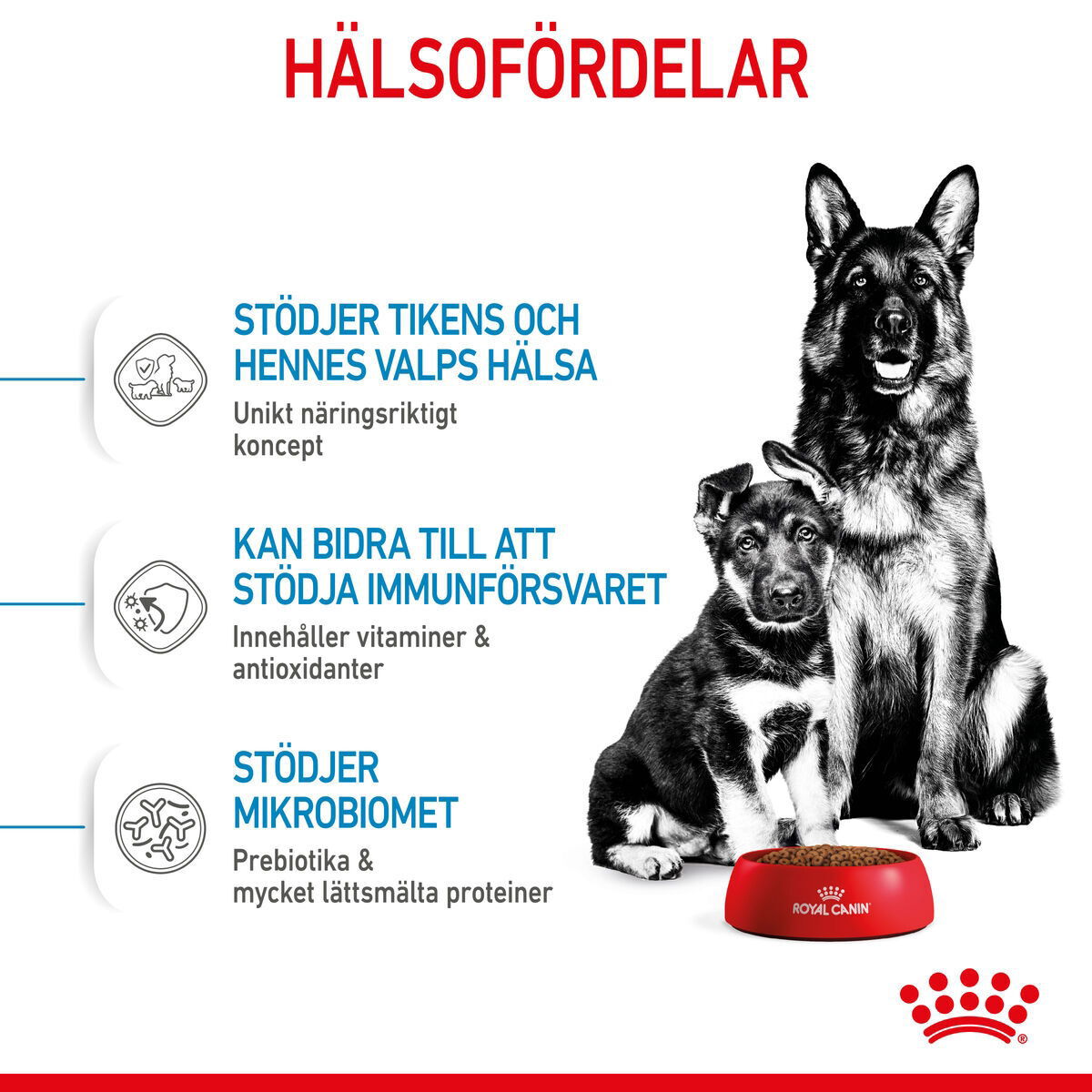 Royal Canin Maxi Starter torrfoder för hund och hundvalp