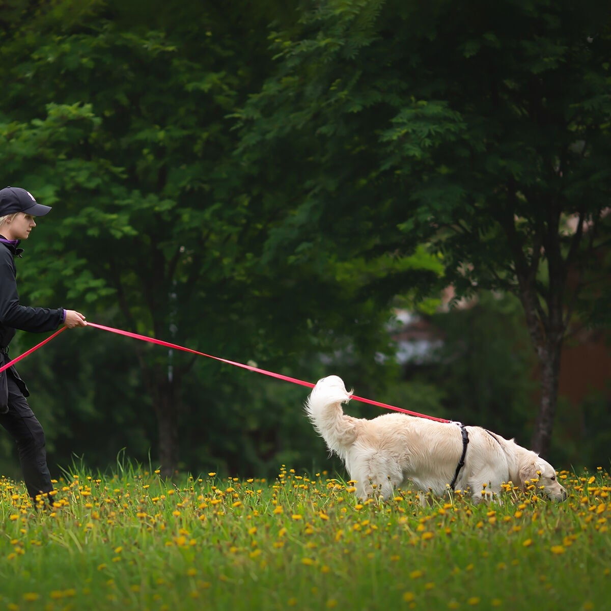 Tyylivoitto Working training leash 6m, orange