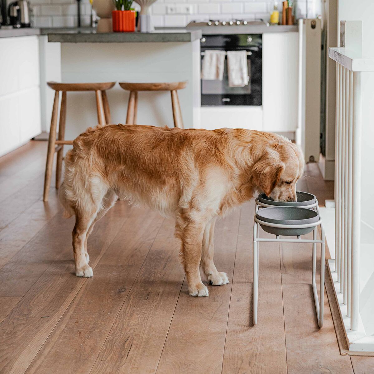 District 70 Butler Matbar Beige | Hund - Matplats - Underlägg & tillbehör till matskålar | DogStyle