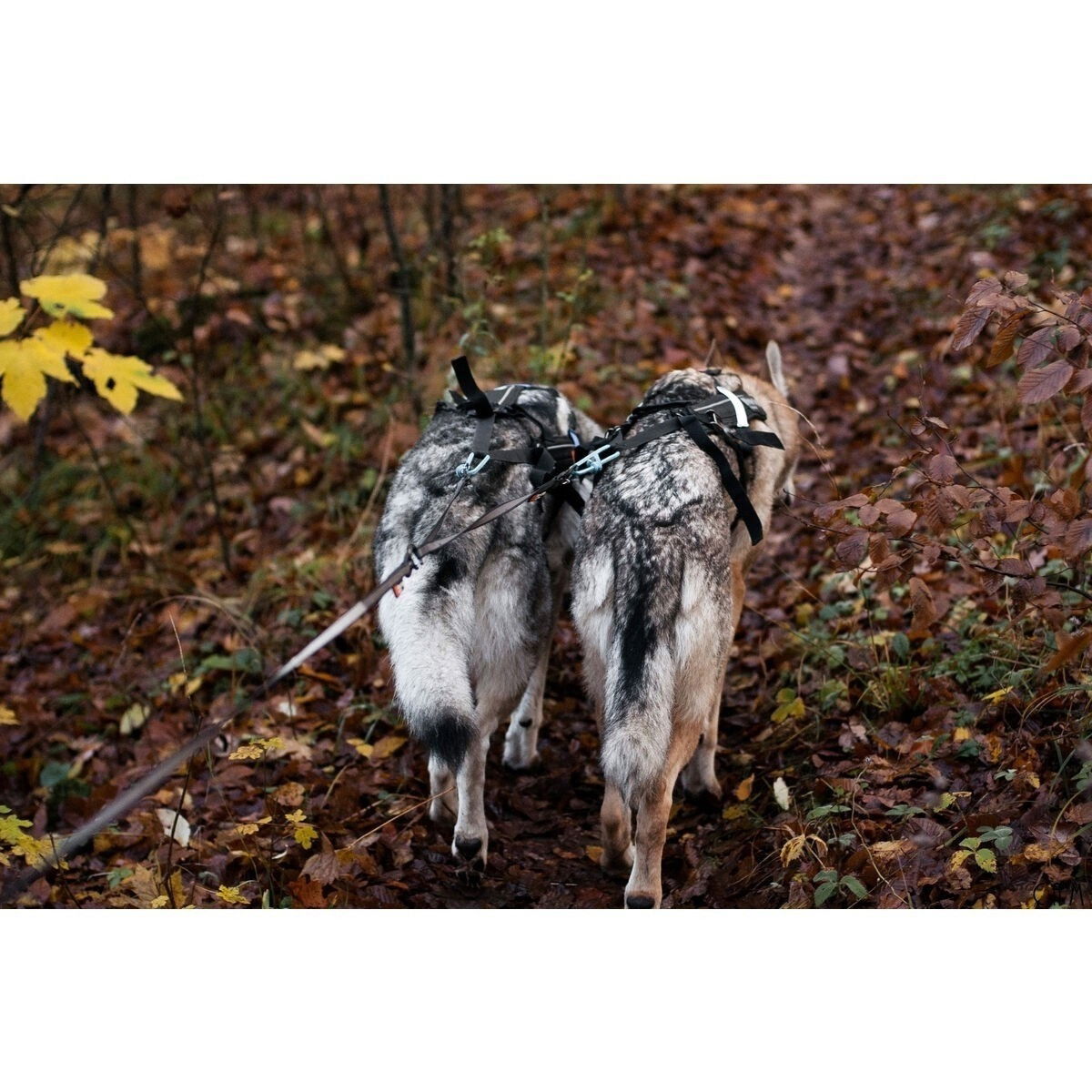 non-Stop Touring double