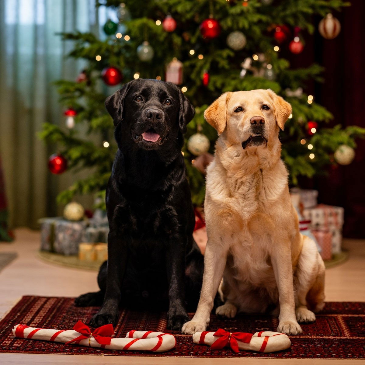 Xmas Chew Candy Cane 46cm for dogs