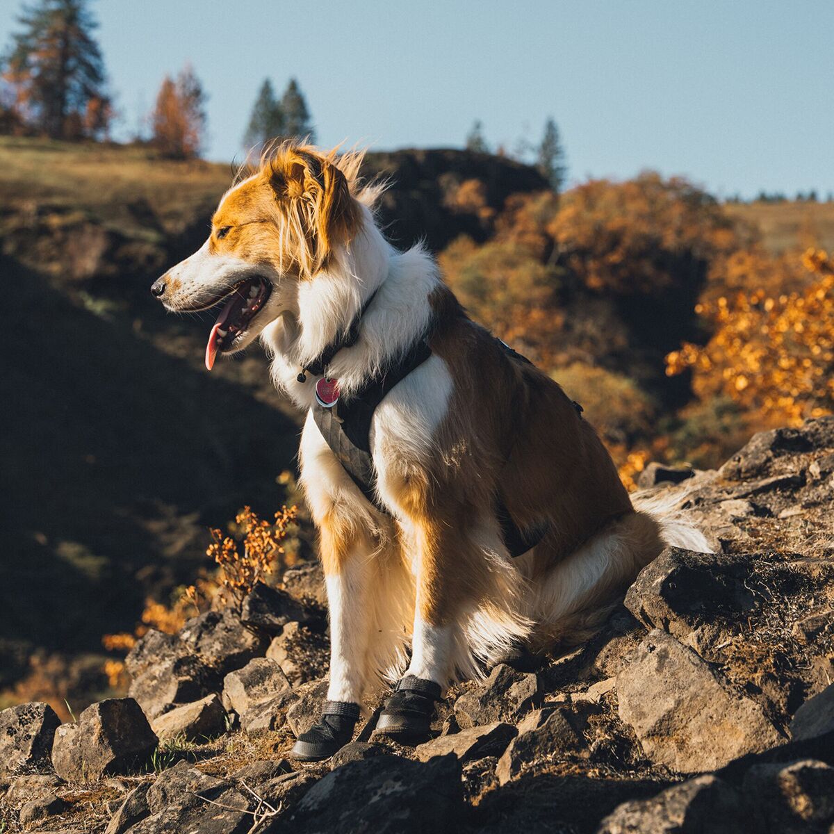 Ruffwear Ridgeline Shoes Obsidian Black