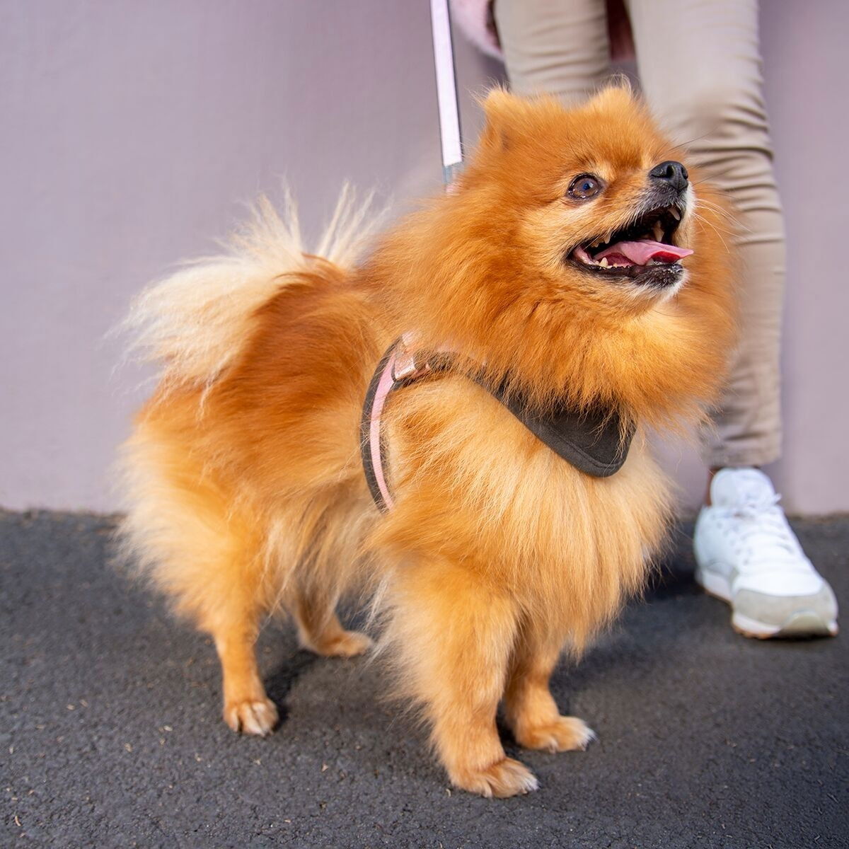 Rogz Urban Fast-Fit harness, rose