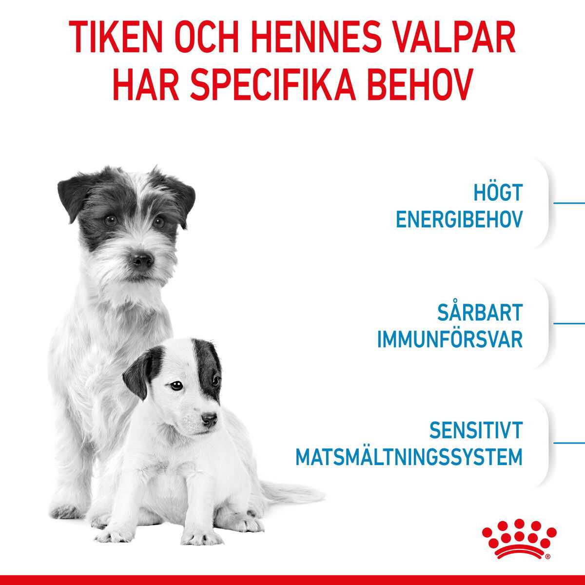 Royal Canin Mini Starter Mother & Babydog