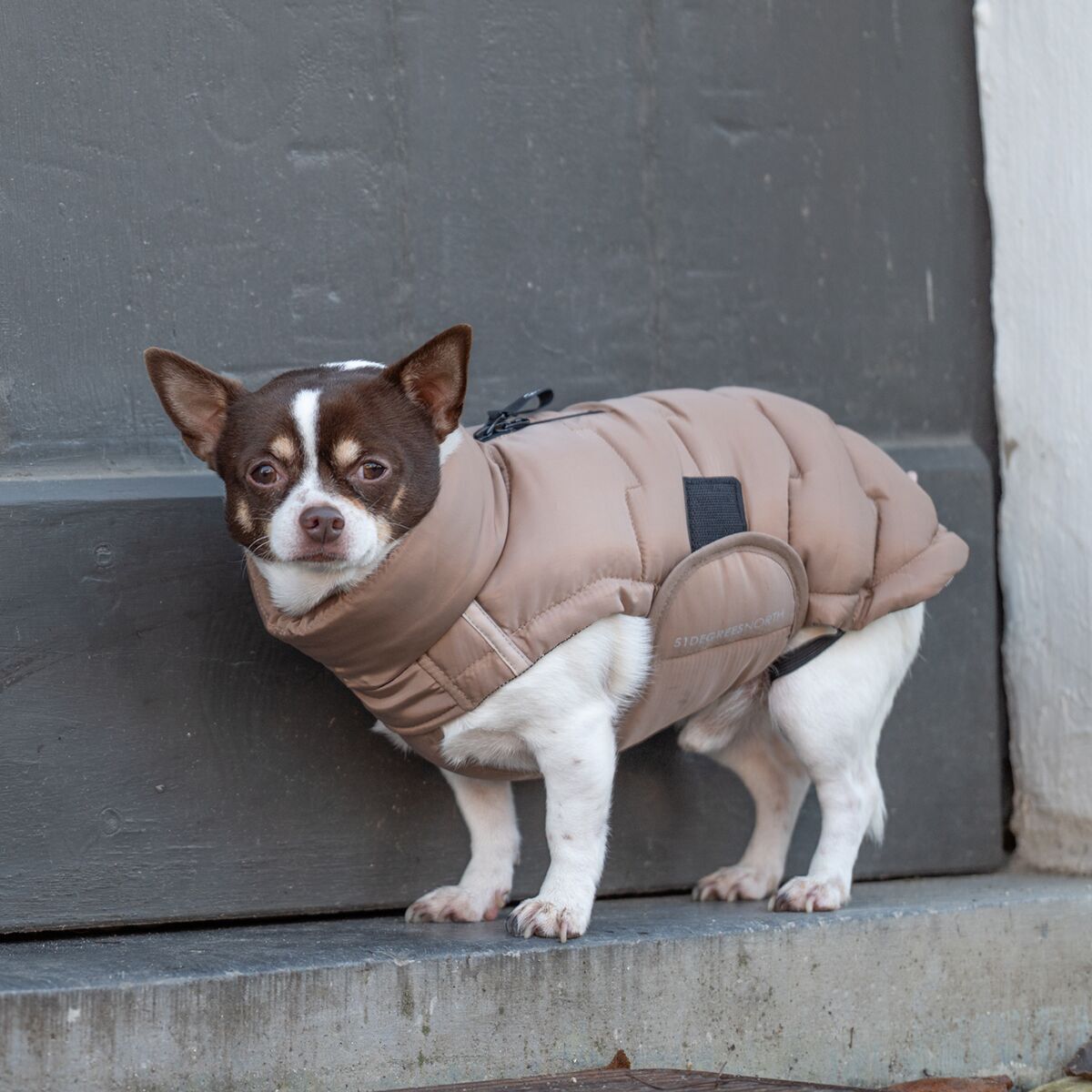 51 Degrees North Edge Vinterjacka till Hund Beige