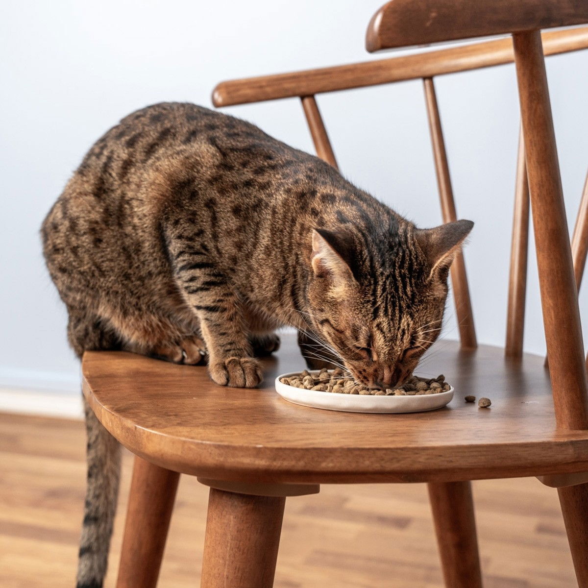 Petgood insect-based cat food adult