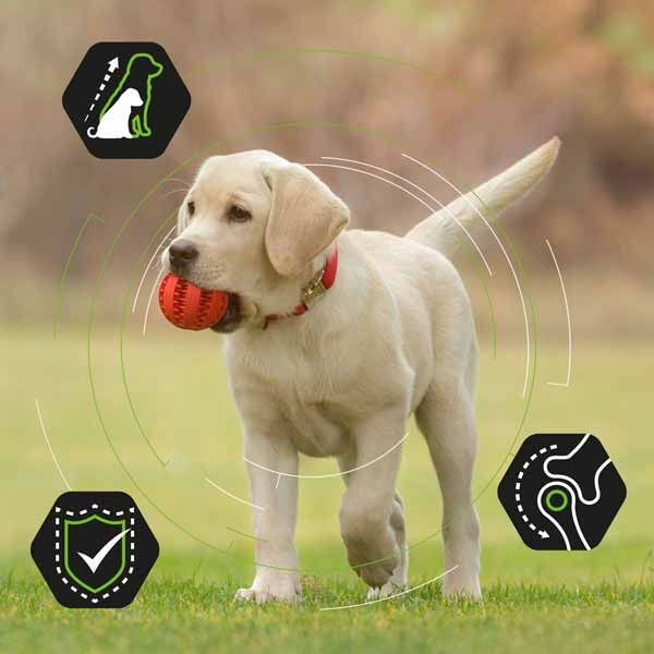 Pro Plan Large Puppy Athletic OPTISTART