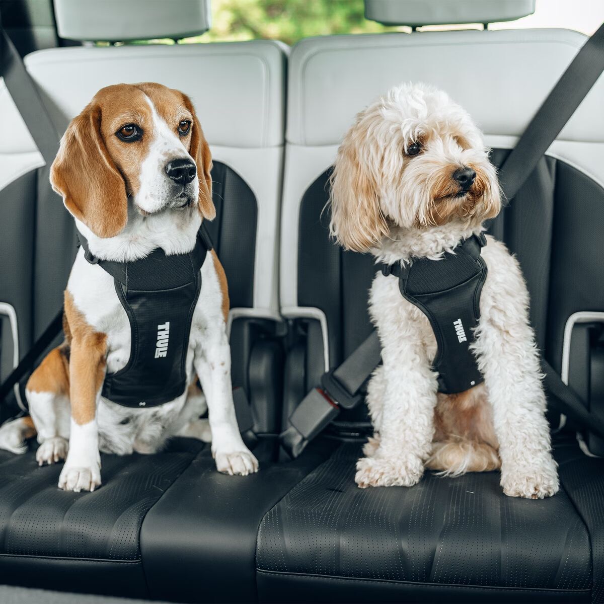 Thule Bilsele Hund Svart
