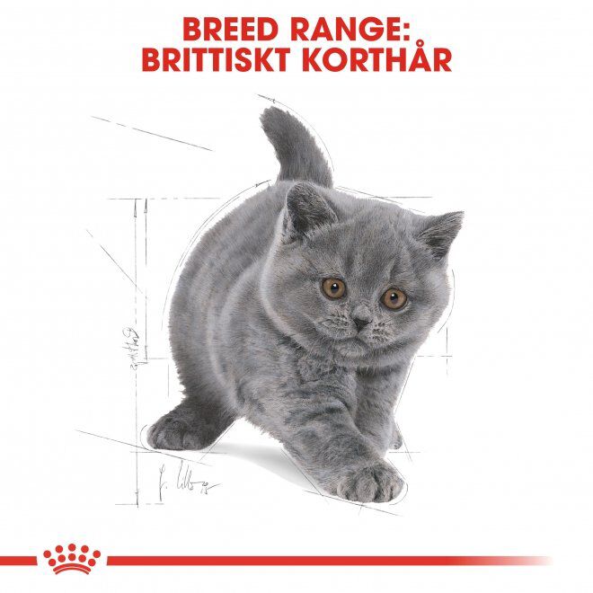 Royal Canin British Shorthair Kitten torrfoder för kattunge