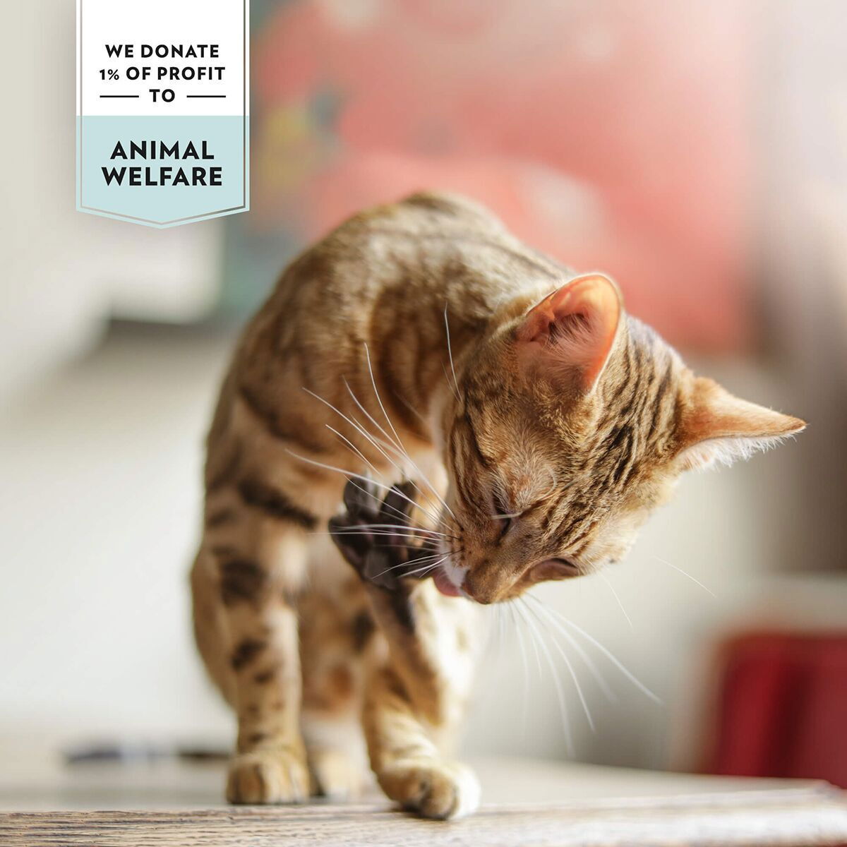 Prima Cat Soup Tonfisk i Buljong