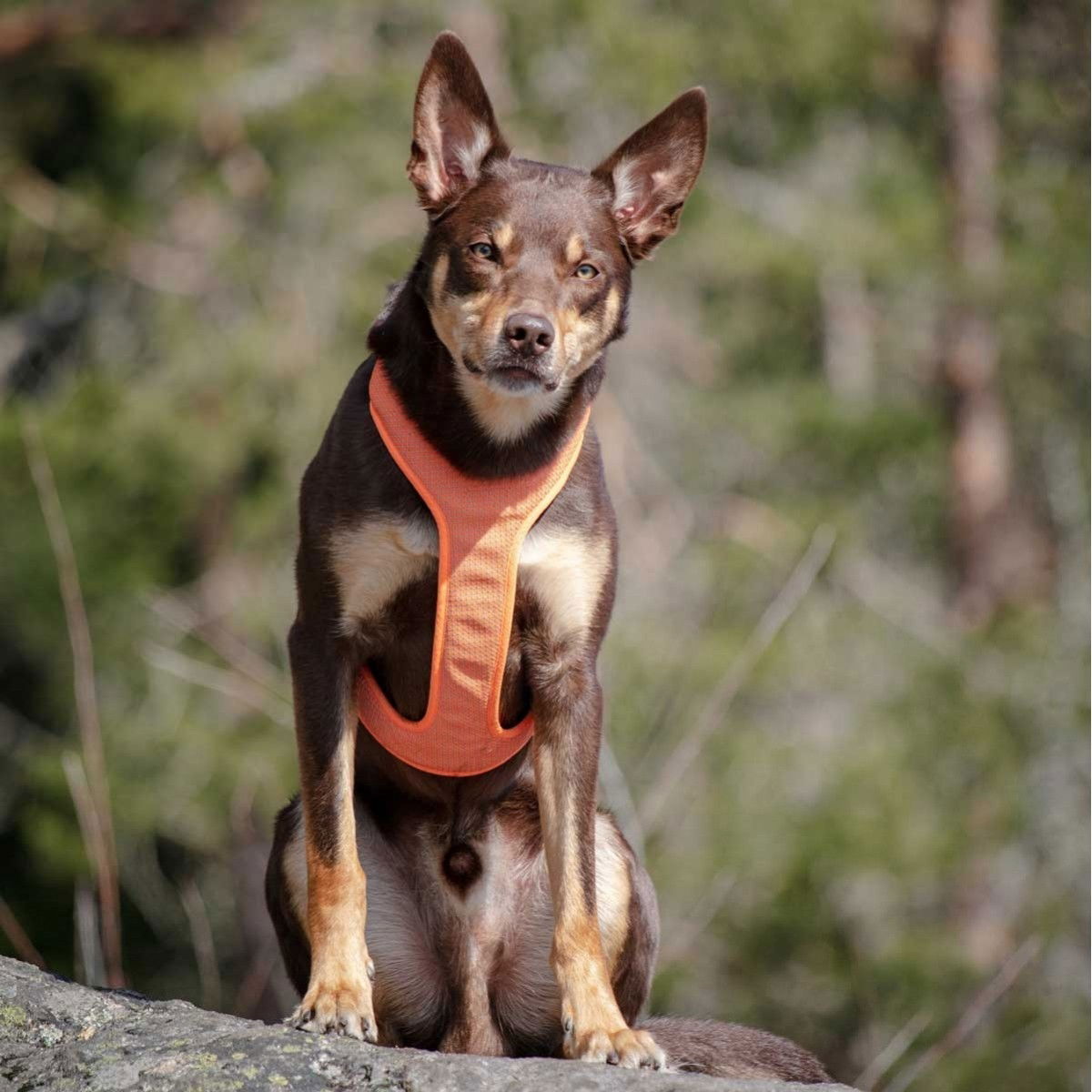 Feel Active Reflective harness Orange