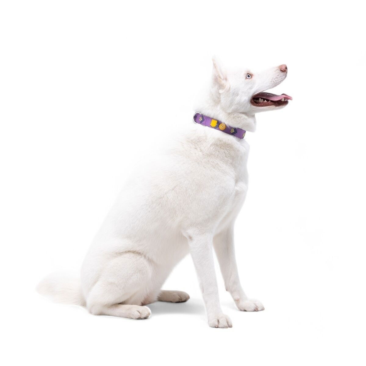 Woolly Wolf Northern Lights Collar