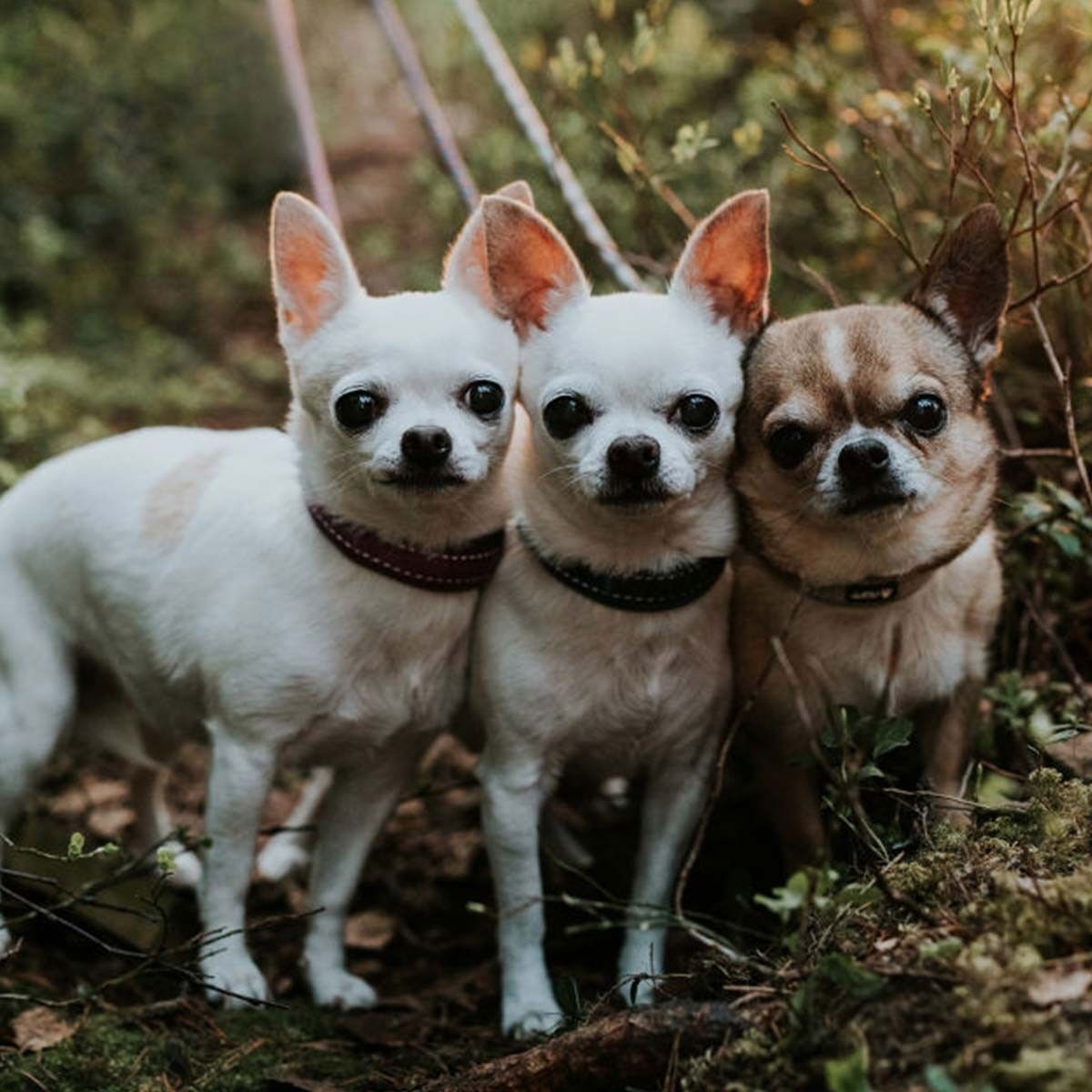 Hurtta Casual Halsband Svart 