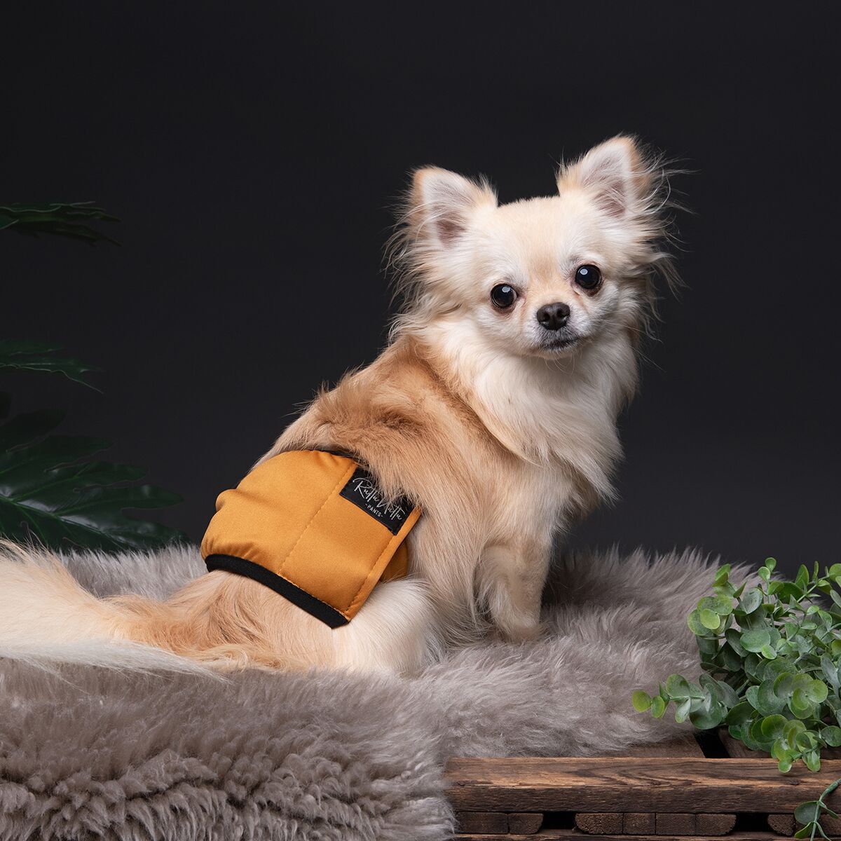 RuttuNuttu Skvättskydd Amber Leaf | Hund - Apotek - Tikskydd & Skvättskydd | DogStyle