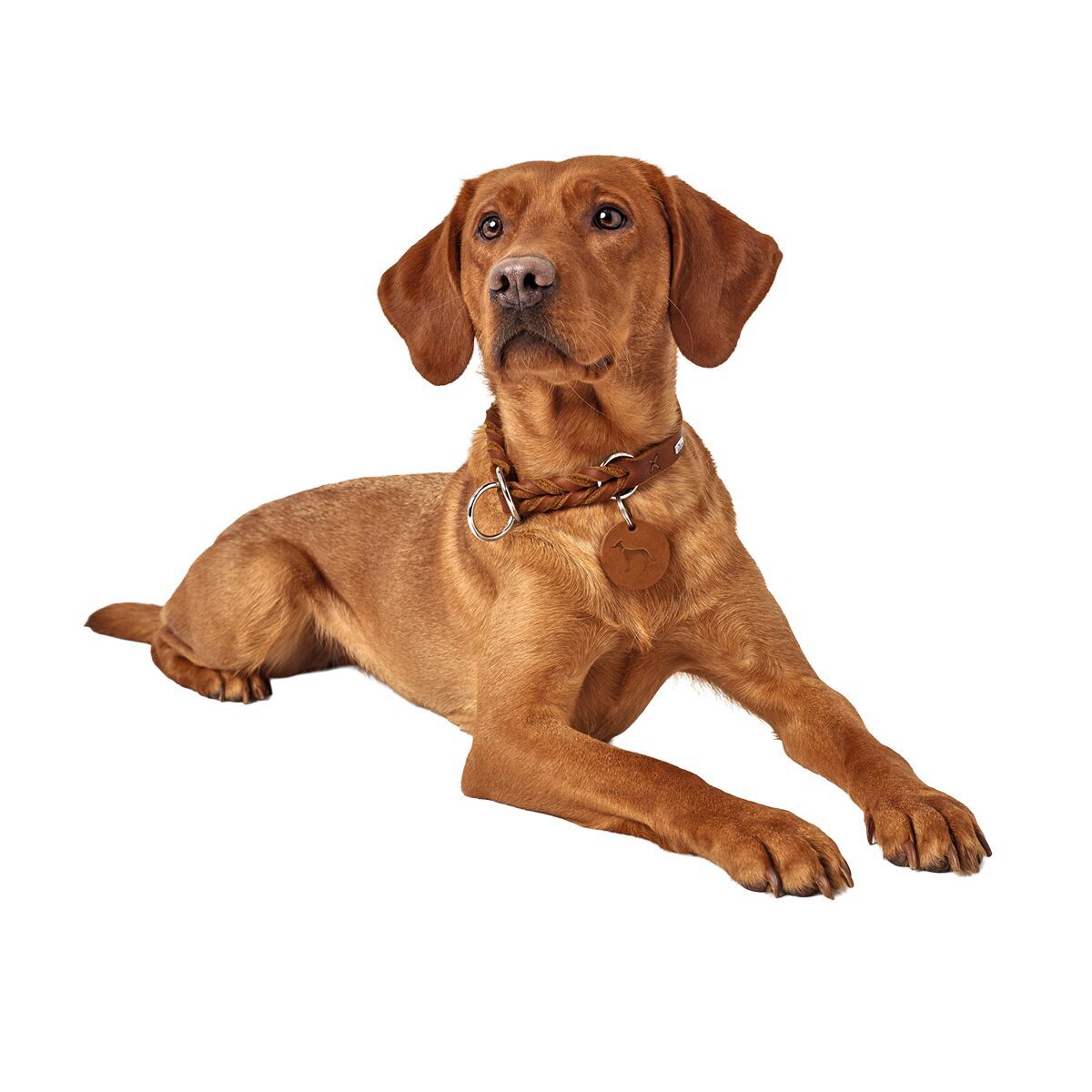 Hunter training collar Solid Education Brown