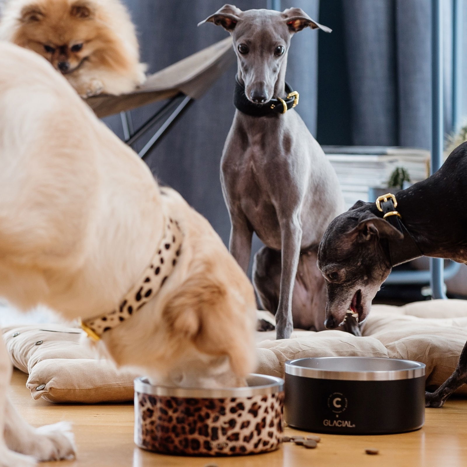 Collar of Sweden pet bowl matte black