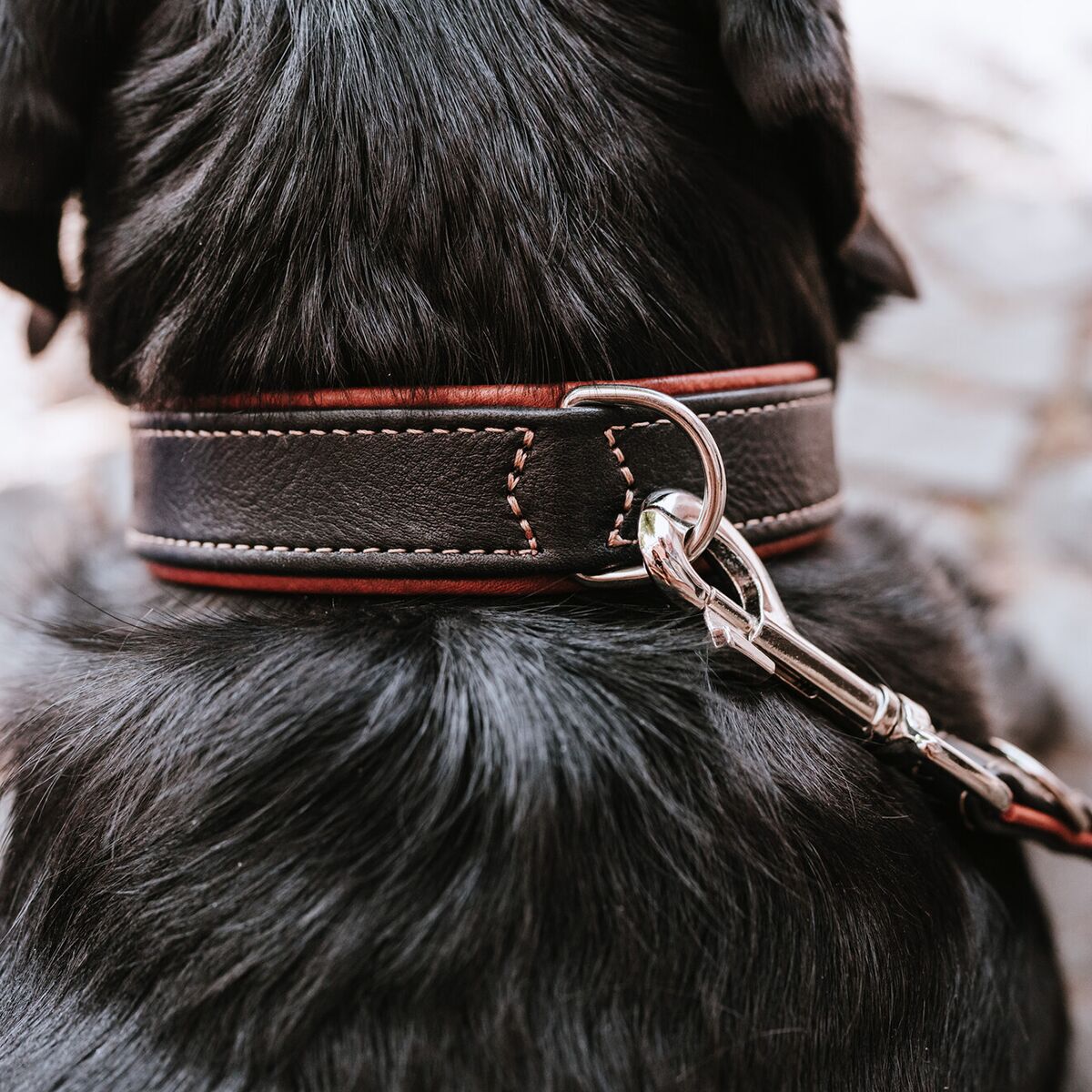 Hunter Collar Canadian UP Black