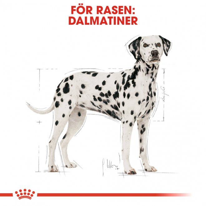 Royal Canin Dalmatian Adult torrfoder för hund