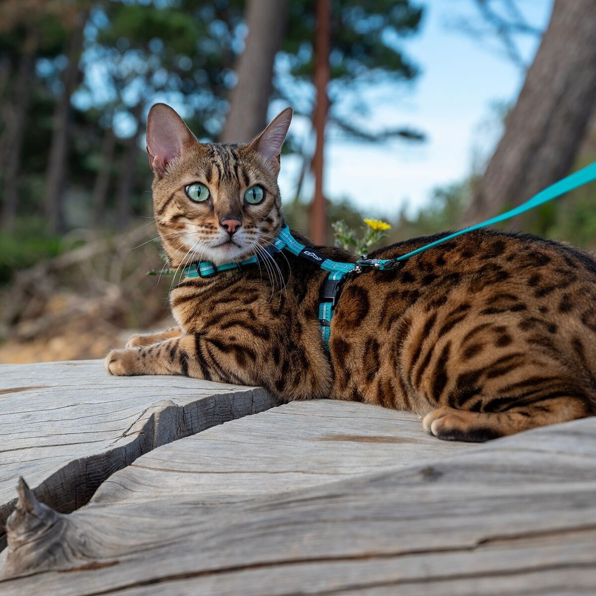 Rogz AlleyCat reflective harness with leash