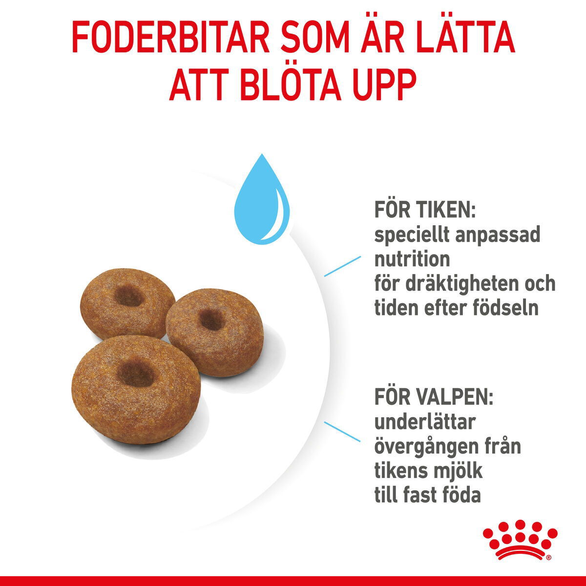 Royal Canin Maxi Starter torrfoder för hund och hundvalp