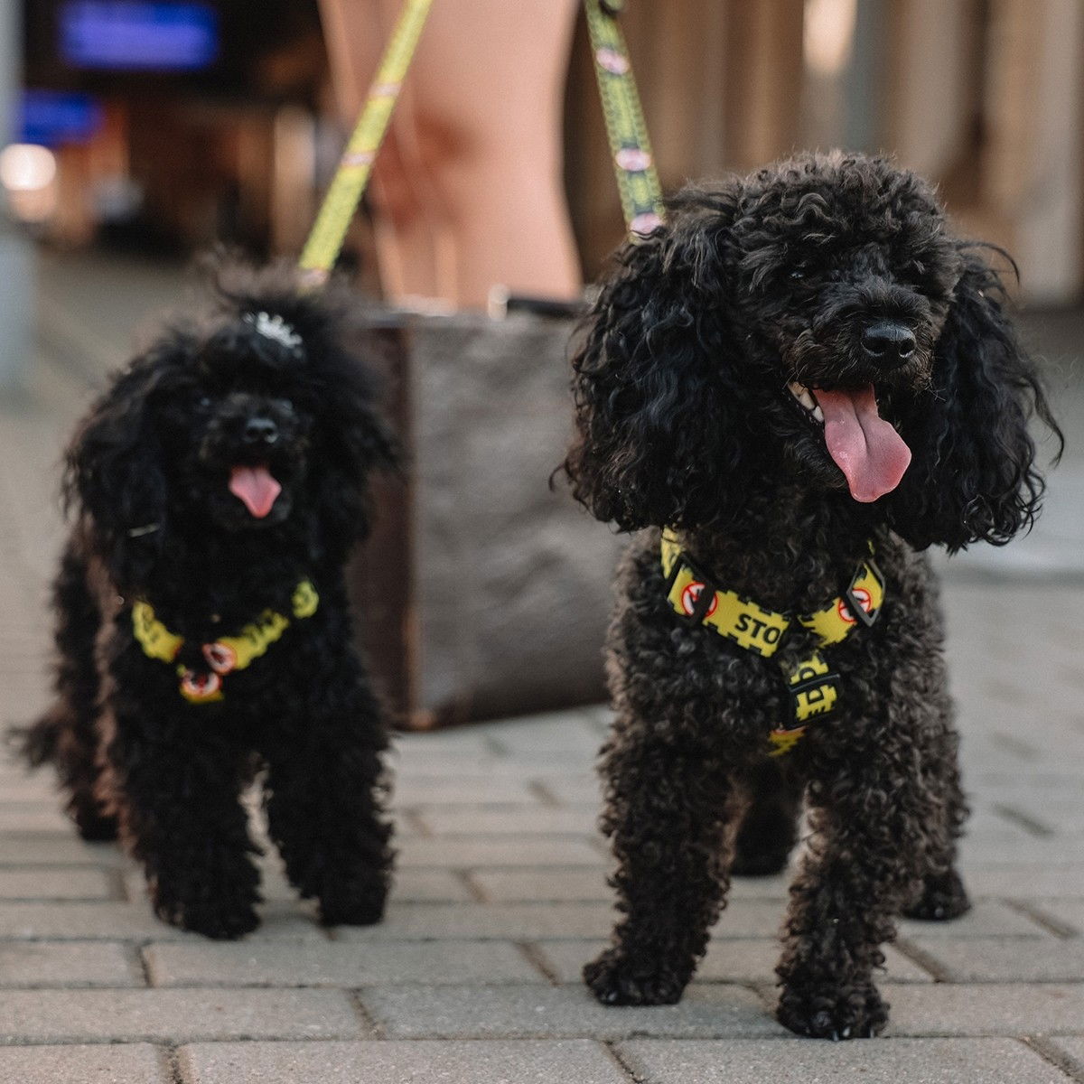 Dingo yellow harness Do Not Pet