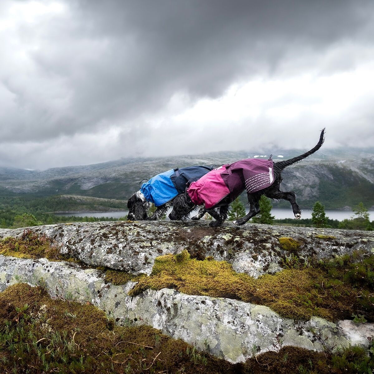 Non-Stop Fjord raincoat, purple