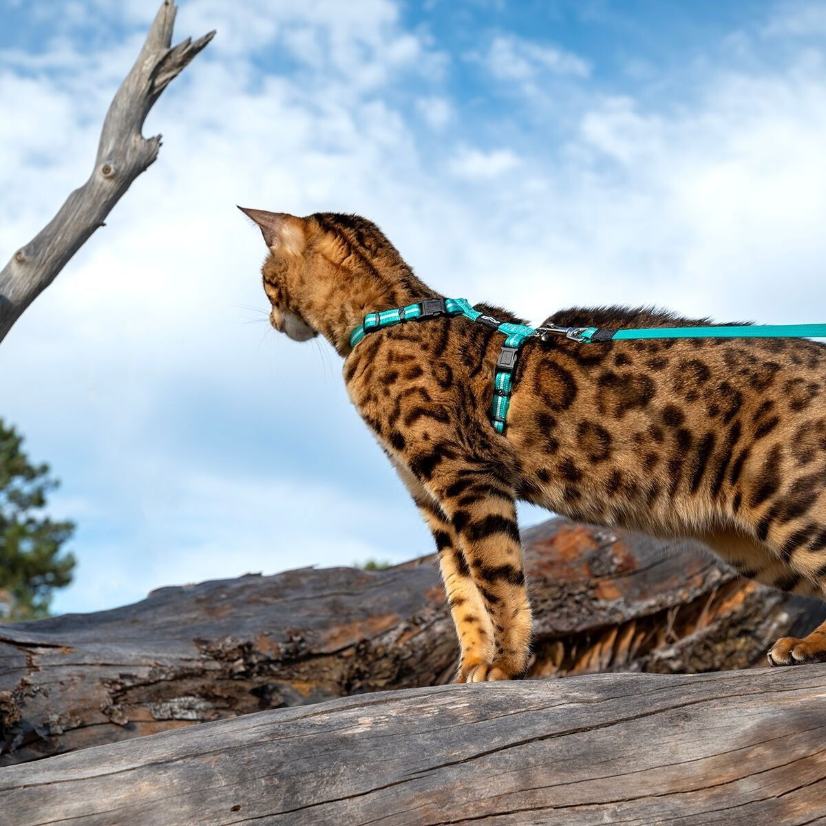 Rogz AlleyCat reflective harness with leash