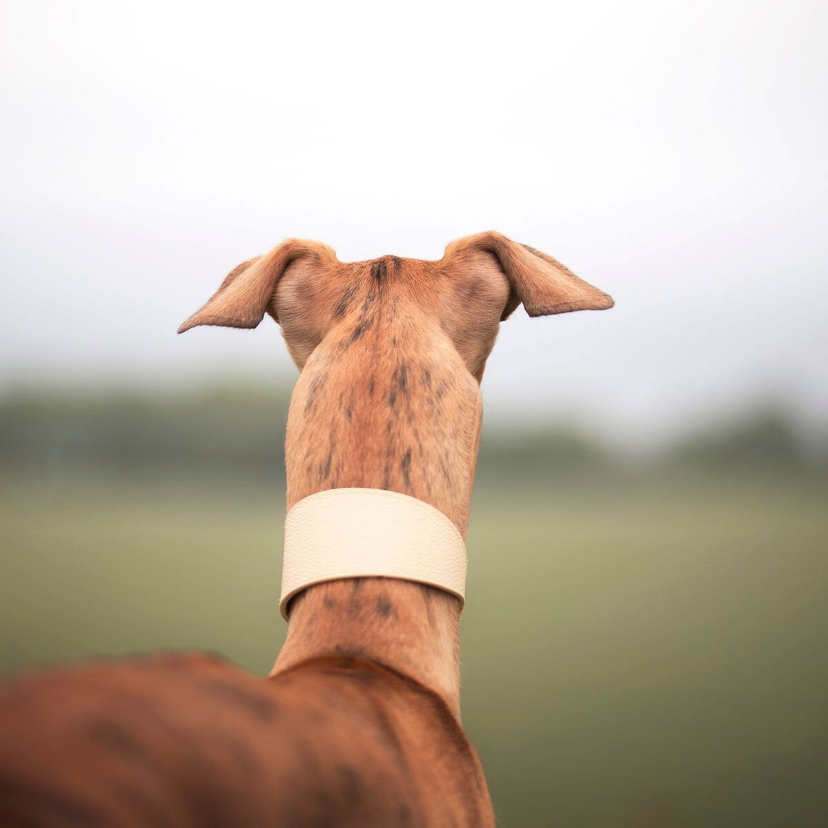 Collar of Sweden collar wide beige