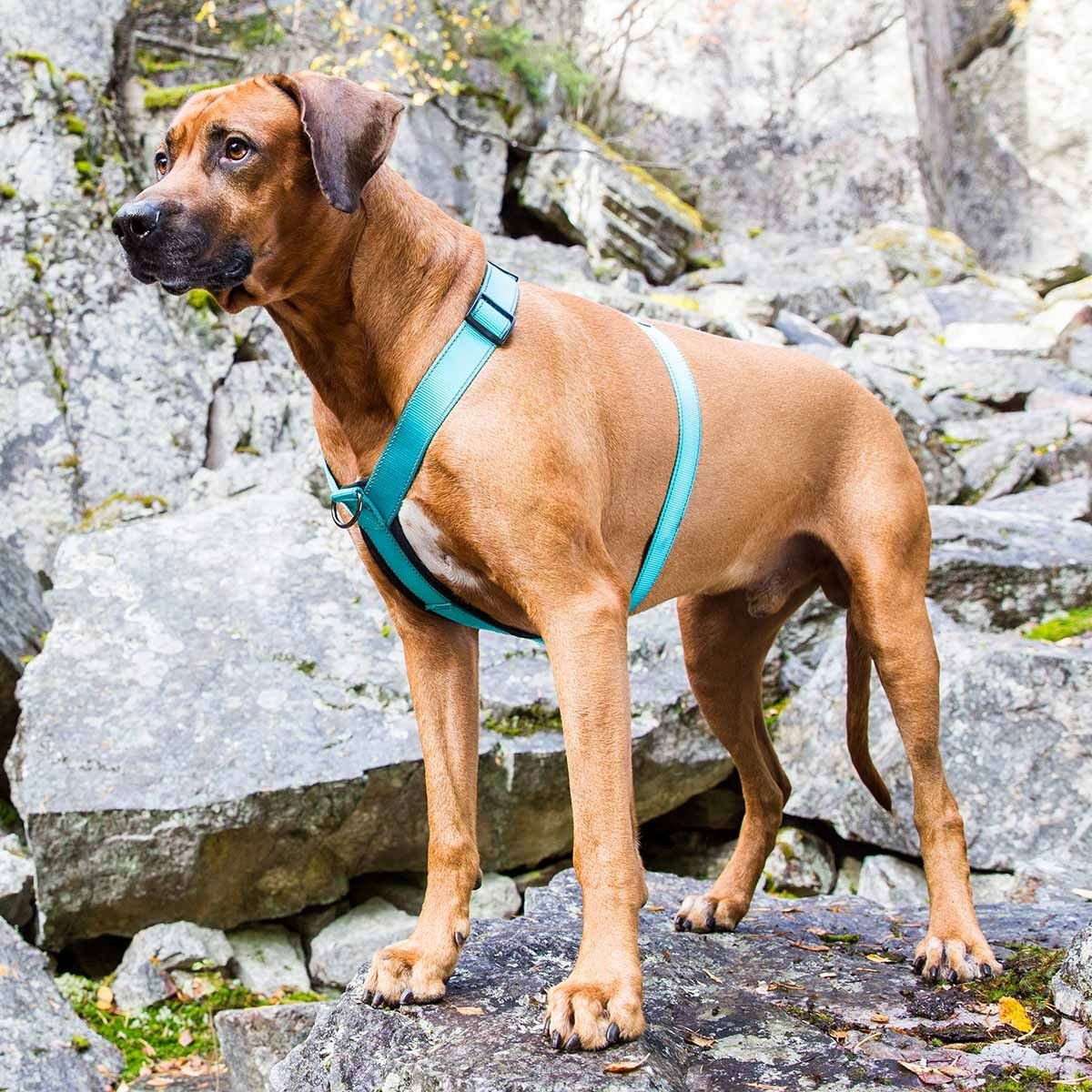 Rukka Form Polar Sele Turkos